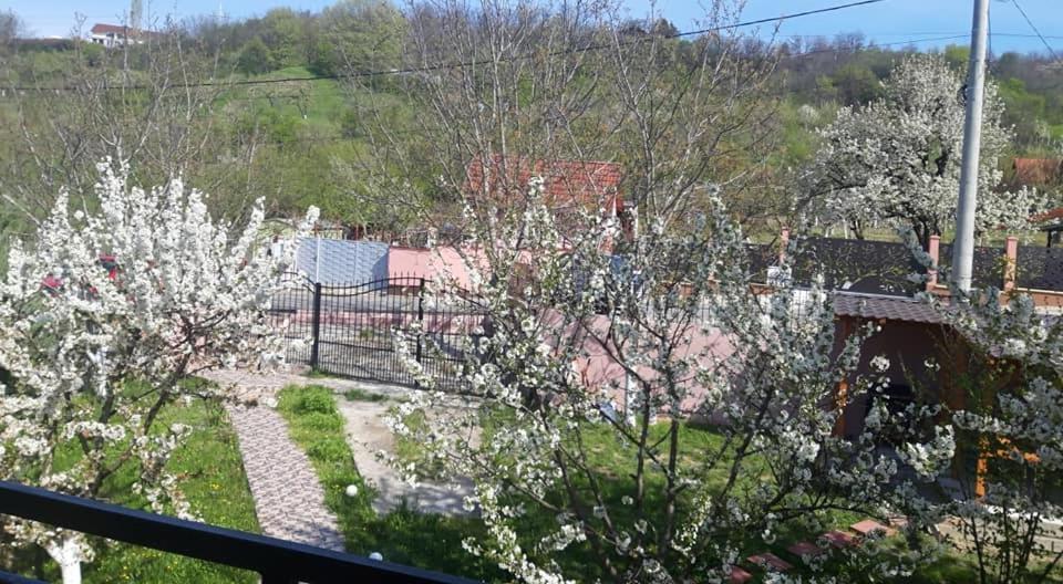 Casa Liana Oradea Exterior foto